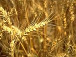 Урожай в Приморье собран с 95% посевной площади