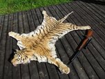 При попытке сбыта шкуры амурского тигра задержаны жители Уссурийска