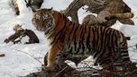 Популяция тигров в приморской тайге за год уменьшилась на 20 особей