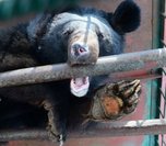 Семье Лещенко не под силу содержать 10 гималайских медведей