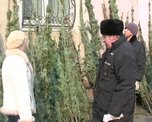 Самовольно срубленная новогодняя красавица обернётся штрафом от 3,5 тыс. рублей