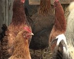 В селах принимаются все меры по профилактике птичьего гриппа