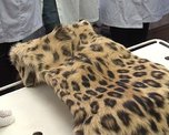 У жителя Уссурийска сотрудники милиции изъяли шкуру леопарда