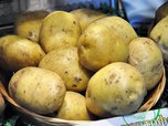 Ученые Уссурийска продегустировали 140 сортов картофеля