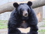 Министр природы разберётся в убийстве медведей из Дубового ключа УГО
