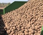250 тонн картофеля высадят в хозяйстве «Пуциловское»
