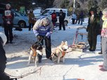 Собачьи упряжки соревновались в скорости в селе Каменушка под Уссурийском