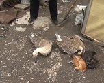 У жительницы  Новоникольска погибла домашняя птица: в чем причина? 