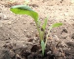 Смогут ли юные натуралисты вырастить капусту в 15 кг?