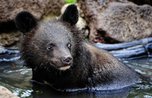 Двух гималайских медведей, спасенных в Приморском крае, доставят в Ленобласть