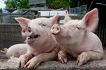 Администрация УГО информирует о профилактике заболевания африканской чумы свиней