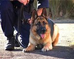 Служебная собака помогла в раскрытии убийства в Уссурийске