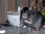Крысы атакуют дома Уссурийска