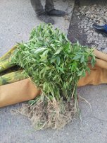Житель Уссурийска переносил наркотики в завернутом ковре