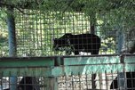 Операция по спасению животных в зоопарке «Зеленый остров» продолжается