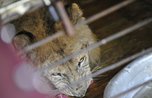 Спасенный из затопленного зоопарка лев переехал из тесной клетки в просторный вольер