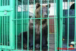 Бесплатное посещение экспозиции диких животных в Уссурийске продлено еще на месяц