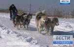 В заснеженном Уссурийске провели собачьи гонки
