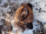 На улице Общественная в Уссурийске найдены отрубленные головы собак