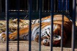 Взрослого тигра, успевшего задрать корову, поймали под Владивостоком