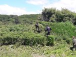 Полицейские в Уссурийске обнаружили семь очагов произрастания дикорастущей конопли