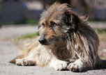 В с. Раковка выявлены и уничтожены собаки с заболеванием бруцеллез