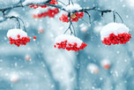 Во время новогодних каникул в Уссурийске ожидается снег