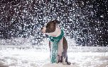 Синоптики обещают снегопад в новогоднюю ночь в Уссурийске