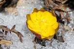 В Приморье распустились первые цветы адониса