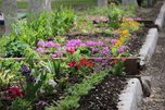 Около 160 000 цветов украсили клумбы Уссурийска в этом году