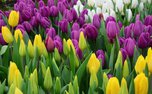 В Уссурийске пройдет «Ярмарка цветов»
