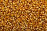 Опасные вещества в партии кормовой кукурузы выявили в Уссурийске