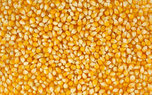 Управлением Россельхознадзора запрещен вывоз в КНР почти 7 тысяч тонн зерна кукурузы и сои, засоренного семенами амброзии