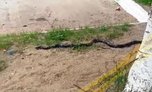 Огромная змея поселилась во дворе дома в Уссурийске