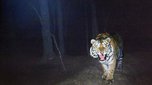 Тигра, убившего человека в Хабаровском крае, привезли в Уссурийск