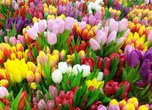 Специализированная ярмарка «Ярмарка цветов» в Уссурийске