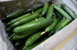 60 фур с овощами зашли в Приморье из Китая