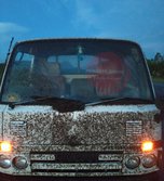 В Приморье на трассе автомобиль атаковала «туча» насекомых