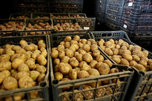 Приморье на 71% обеспечено местным картофелем