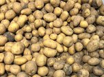 Ветеринары Уссурийска обнаружили гельминтов в молодом картофеле