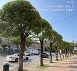 В Уссурийске начата формовочная обрезка деревьев