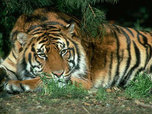 Специалисты за месяц снабдили спутниковыми ошейниками 4 амурских тигров в Приморье