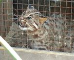 4 вида больших кошек живут в зверинце Уссурийска