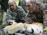 Владимира Путина обвиняют в смерти амурской тигрицы