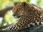 Учеными расставлено 60 фотоловушек на дальневосточного леопарда