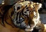 Гражданка КНР пыталась вывезти из Приморья лапы тигра