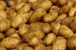  В Уссурийске появился зараженный картофель