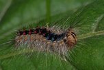 Гусеницы шелкопряда уничтожают растительность садов и парков в Уссурийске