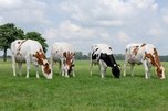 В Приморский край завезут более тысячи коров новой высокопроизводительной породы  