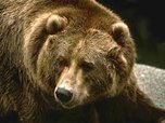 На корм медведей ушло 140 килограммов заражённых среднеазиатских фруктов